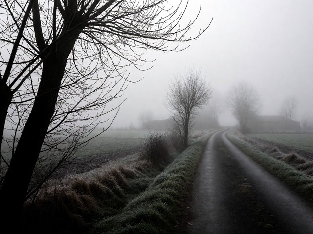 A horizontal 3:2 rural landscape photograph taken from standing eye height beside a narrow country road in dense morn…